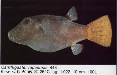 Canthigaster rapaensis